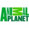 Animal Planet